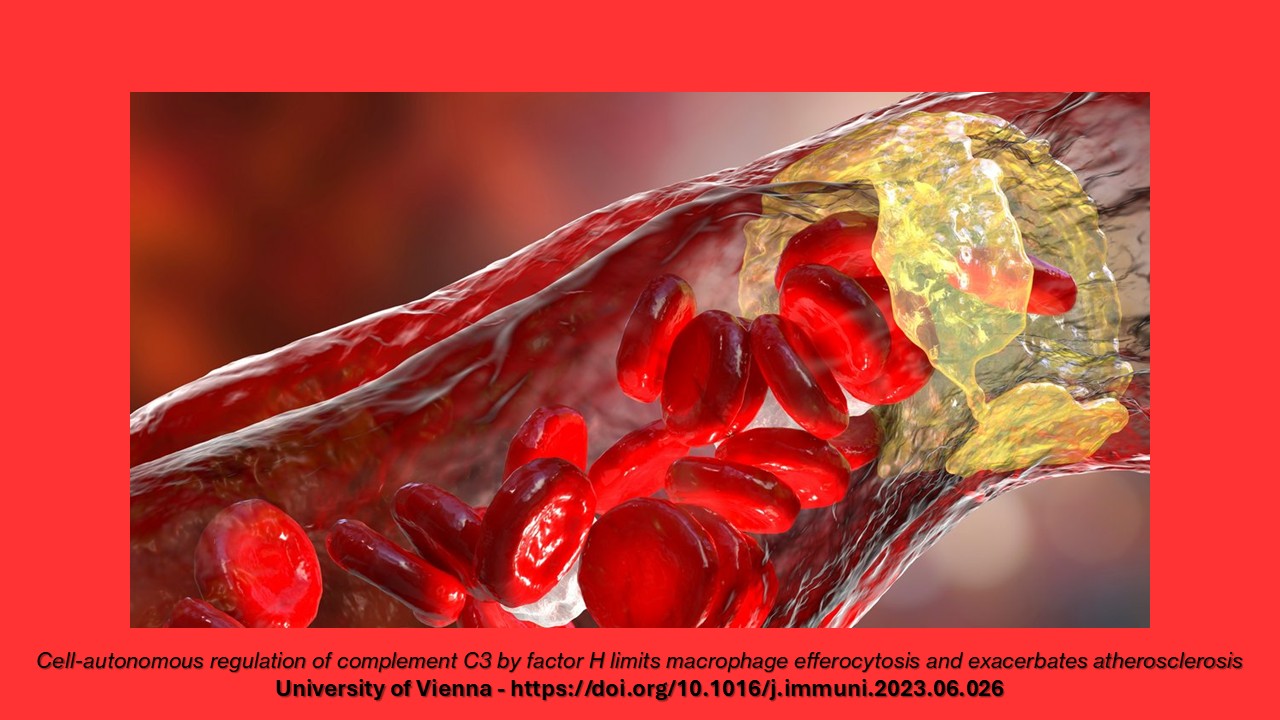 Aterosclerosi: stato di allerta per il cuore