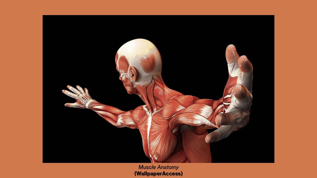 Sarcopenia: un dimagrimento indesiderato